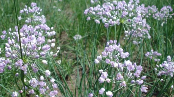 折柳送别古诗词,古诗词送别朗诵