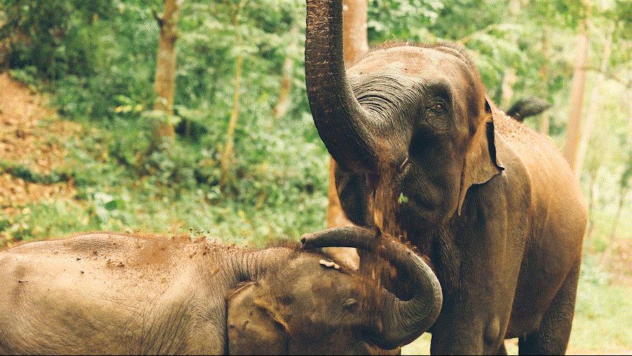 cop15第二次会议,cop15云南会场