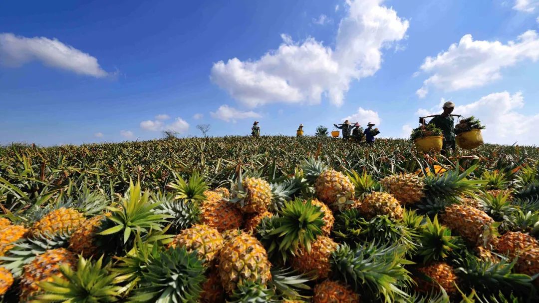湛江菠萝海,湛江菠萝的海全景