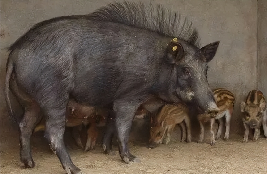 瀹夊窘鎬簨姣嶇尓鐢熶笅閲庣尓,鍐滄潙姣嶇尓浜т笅濂囩壒鐢熺墿