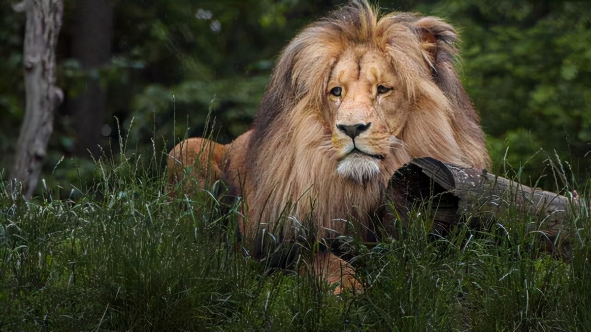 国王看不起胡人进贡的动物，让人拿去喂虎，谁知老虎却趴着不敢动