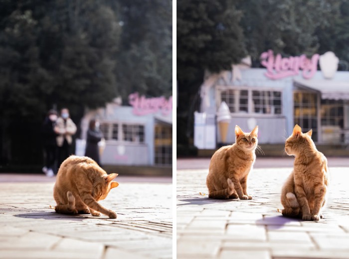 蚂蚁王国疯狂动物城,疯狂动物城初级版