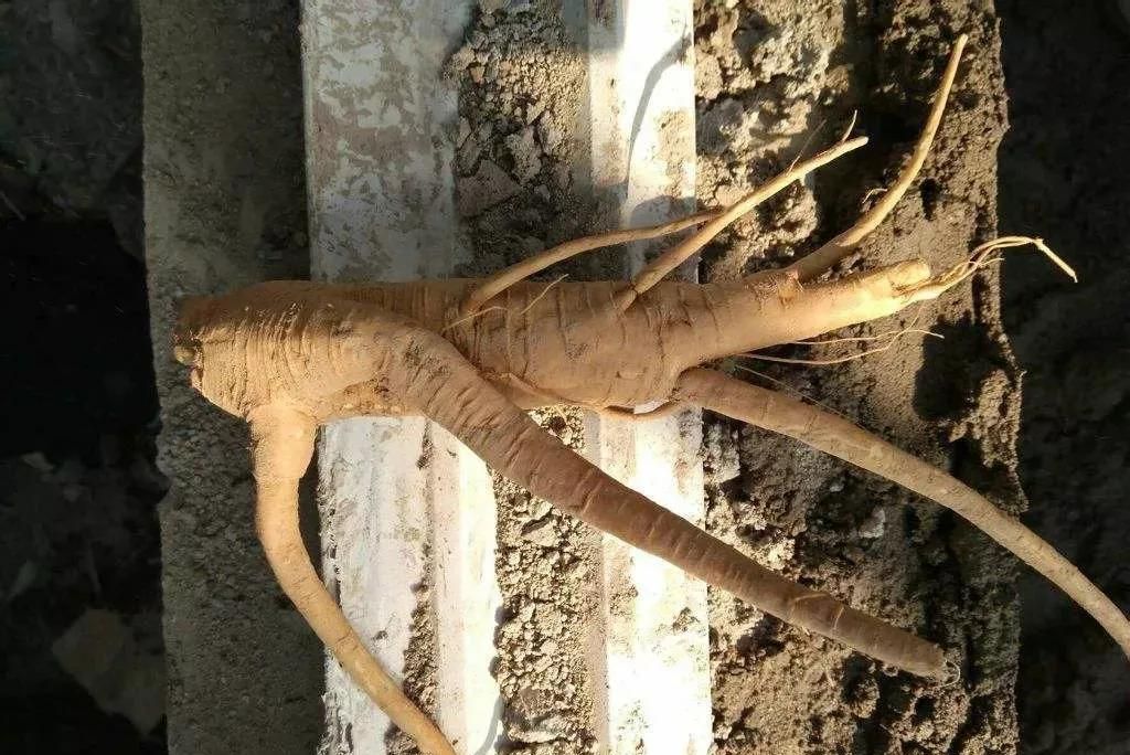 商陆土人参功效,商陆和野生人参区别