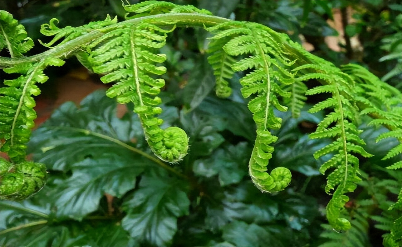 仙人掌墨西哥国花,仙人掌花是什么国家的国花