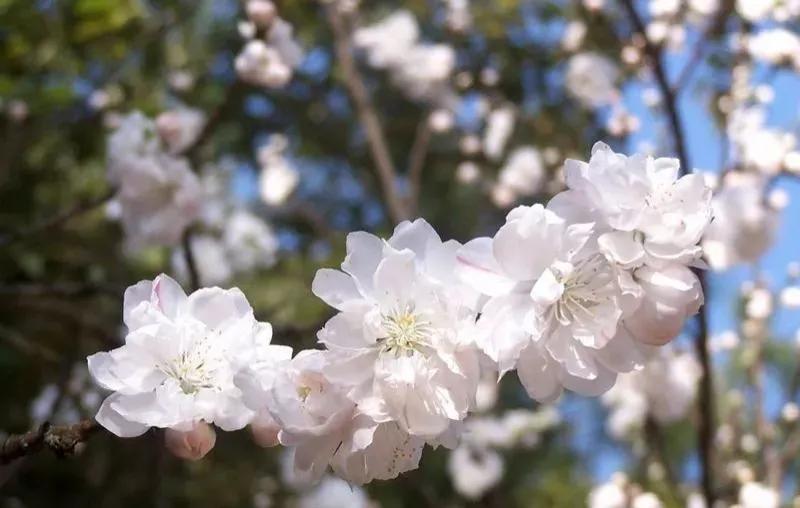 桃树的故乡是哪里？桃花代表着哪些象征意义？