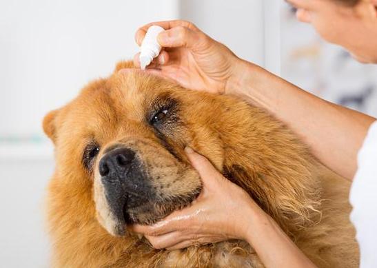 狗狗怎么防止被咬,狗狗怎么养才不会被咬