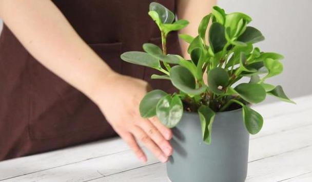 碧玉的养殖方法和注意事项,碧玉花的养殖方法和注意事项视频