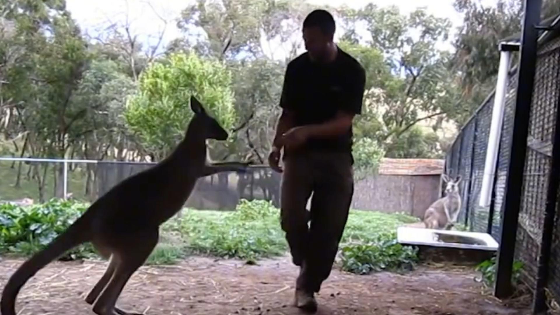 袋鼠和澳大利亚袋鼠打架,澳洲袋鼠和人打架