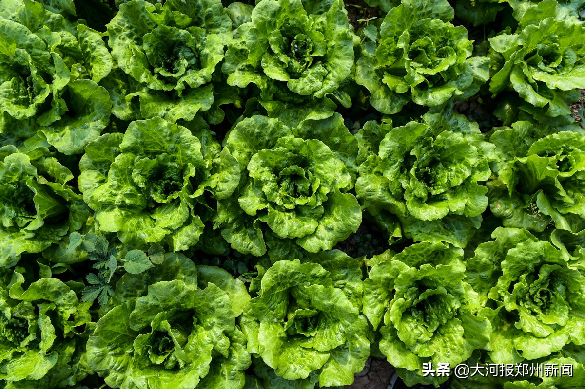 以色列蔬菜品种,以色列农业实验室