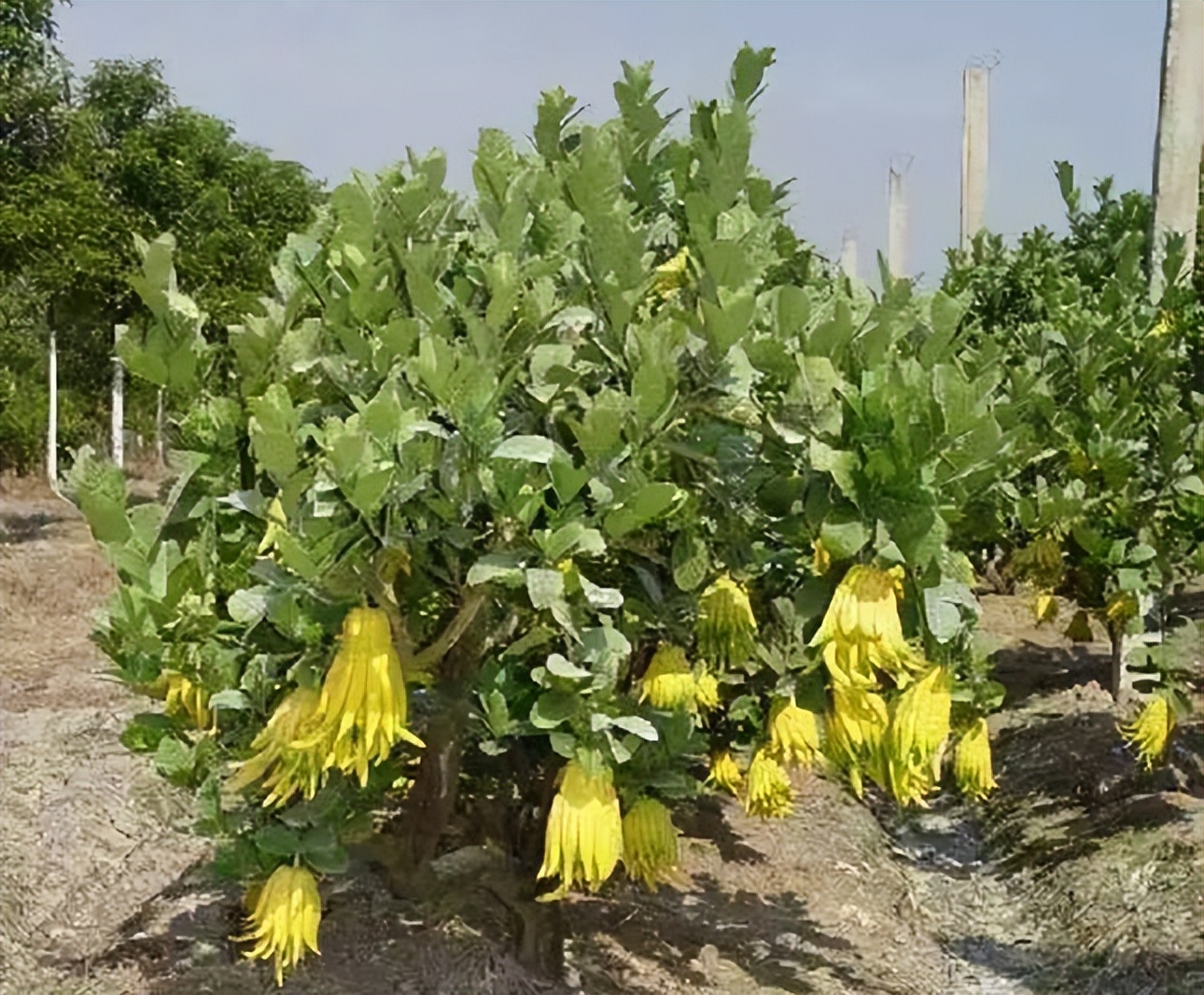 中医分享一味抗癌中药,每日一味抗癌中药