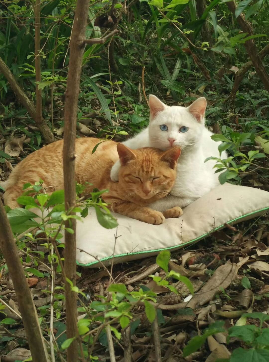 为什么母猫在交配结束后，会攻击公猫？