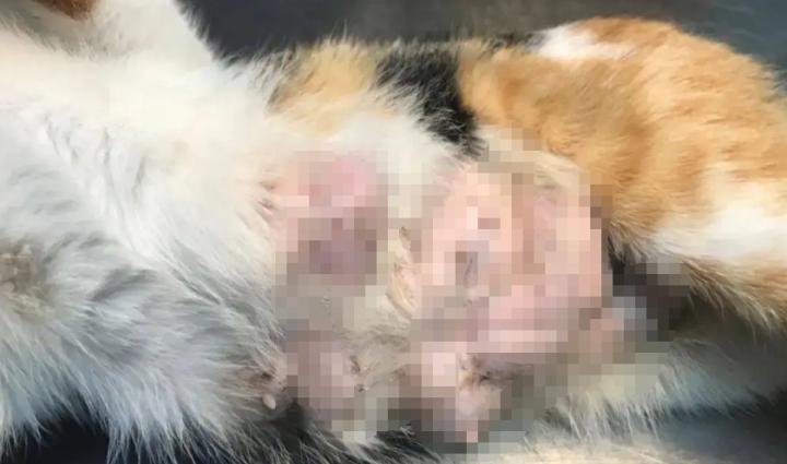 猫咪常见肿瘤有哪些？怎么治疗？