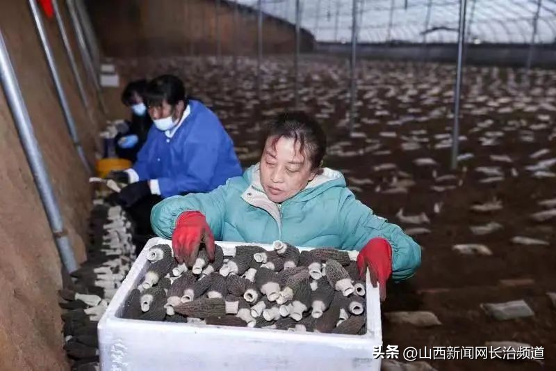 山西省屯留区草莓种植基地,屯留菊花种植基地