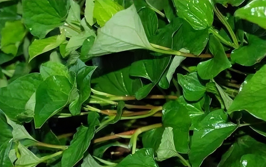 为什么说鱼腥草是害人草,鱼腥草是害人草还是养生草