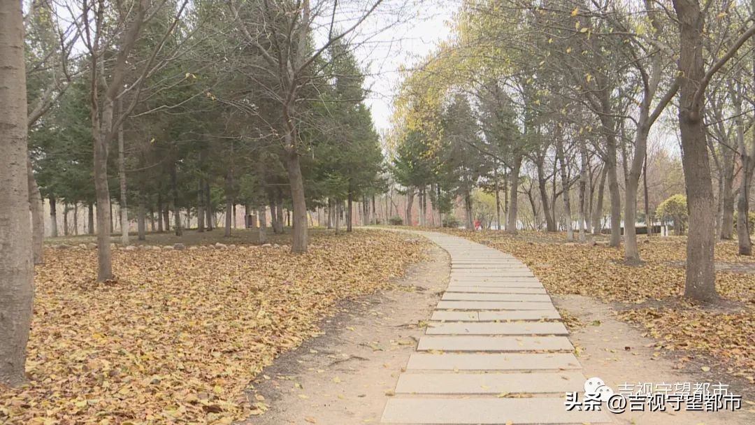 小鸟建设鸟巢过程,鸟巢翻修