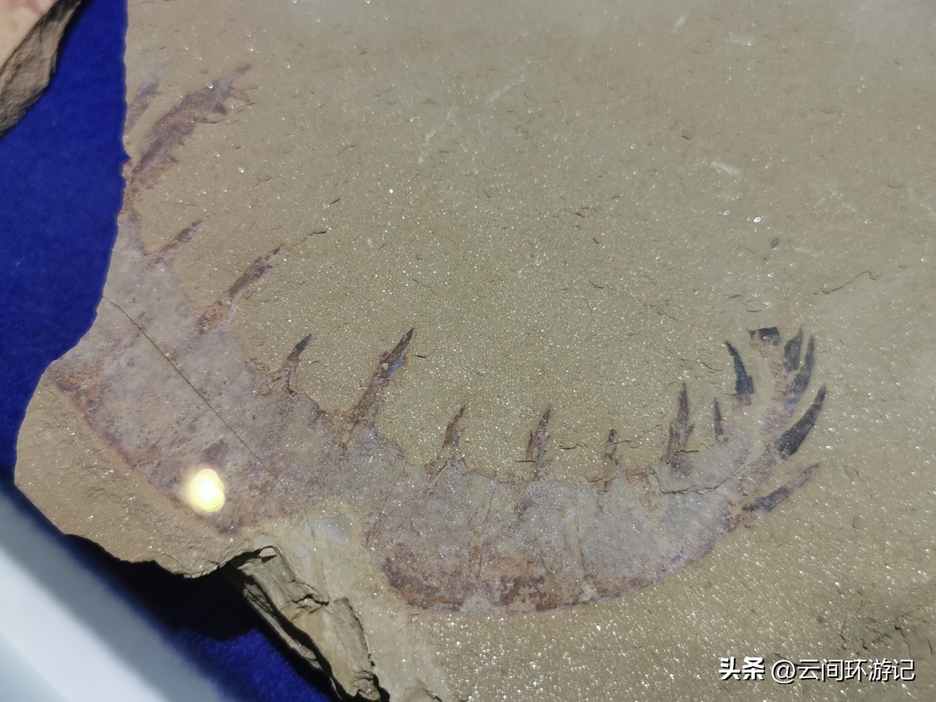 玉溪澄江抚仙湖游玩攻略,玉溪澄江抚仙湖推荐吗