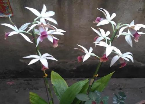 最美的100种兰花图片,欣赏一下最美的兰花