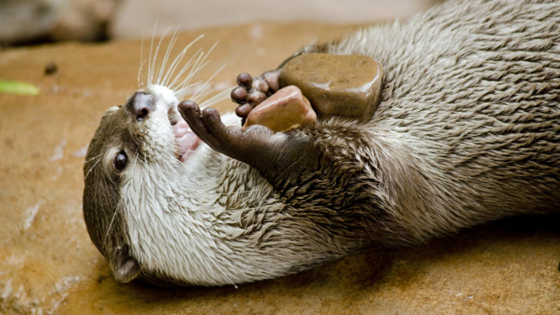 勤能补拙动物,勤能补拙比喻哪个生肖