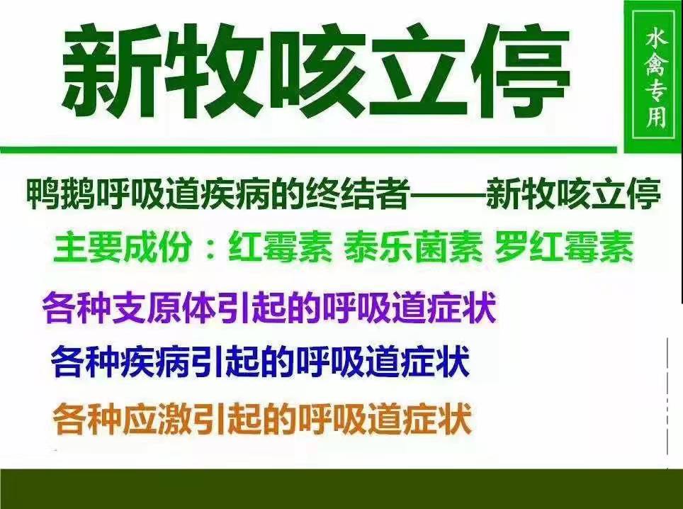 鸭子咳嗽吃什么才好,鸭子咳嗽是什么原因
