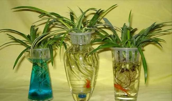 吊兰可以用水养吗,用水养吊兰的小技巧