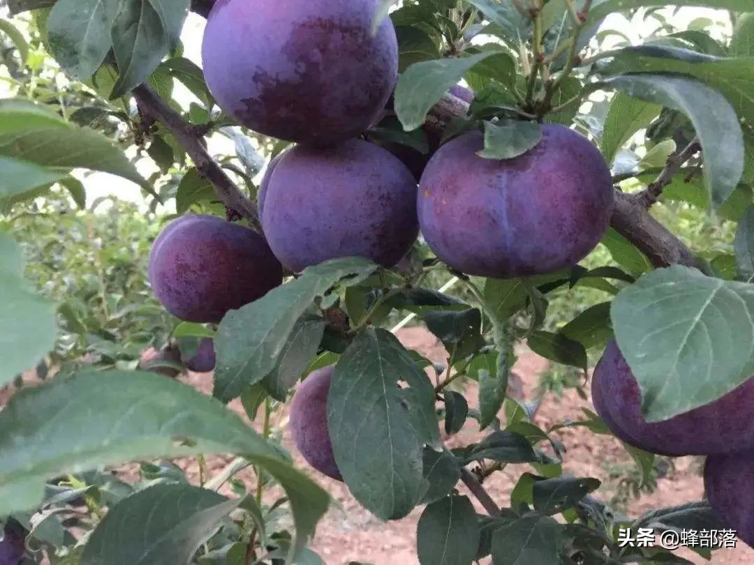 养殖黄鱼为什么那么贵,养殖黄鱼价格多少钱一斤