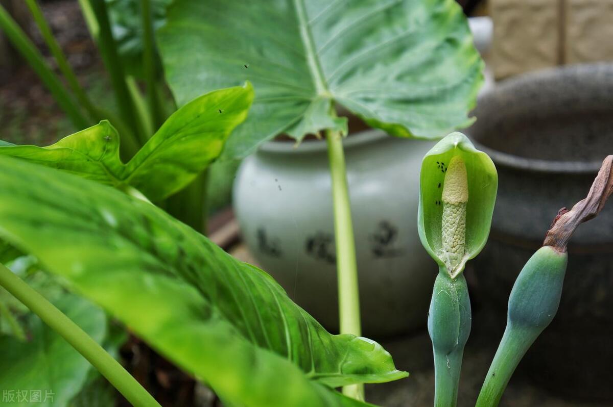 滴水观音烂根的解决方法,滴水观音烂根怎么办