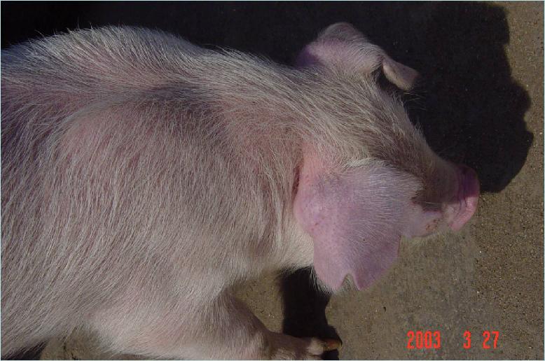 猪应急用药,猪生病的常用药