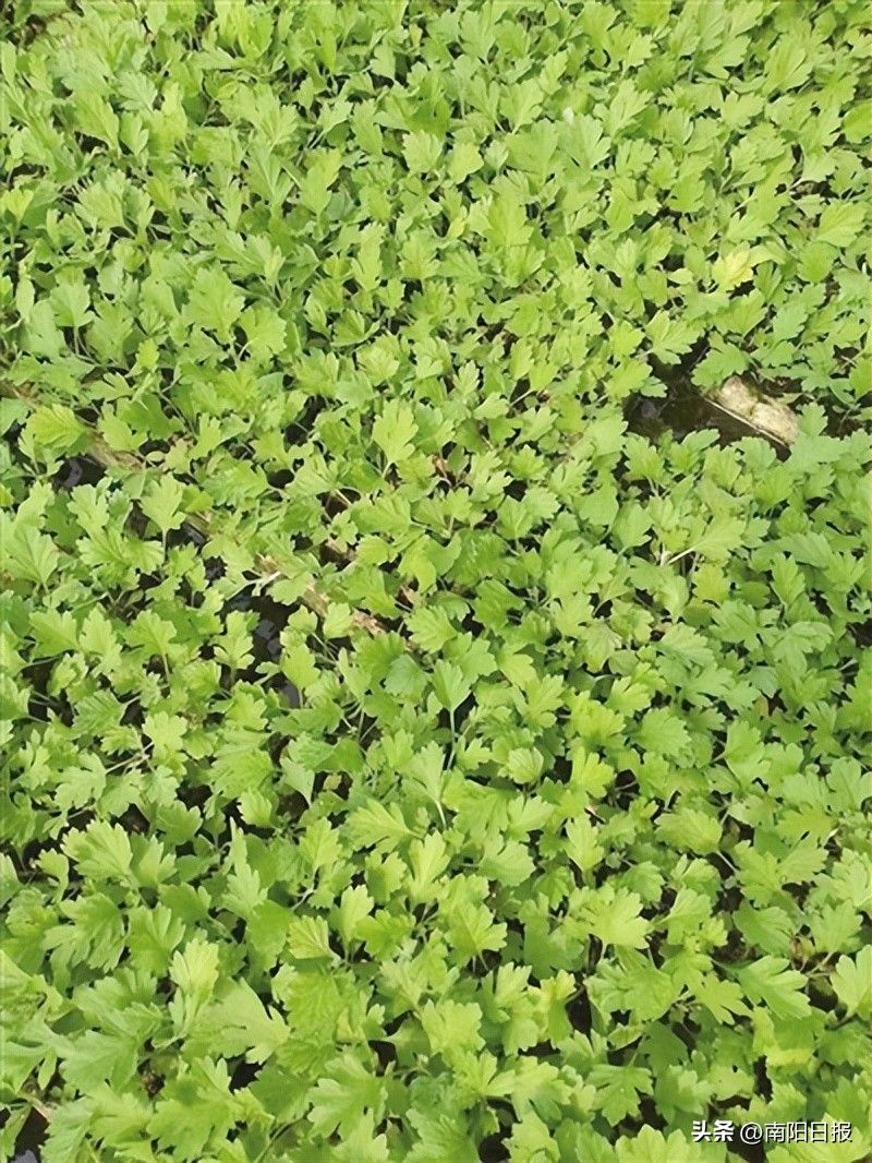 南阳绿莹艾草源头厂家,南阳绿莹艾草制品厂