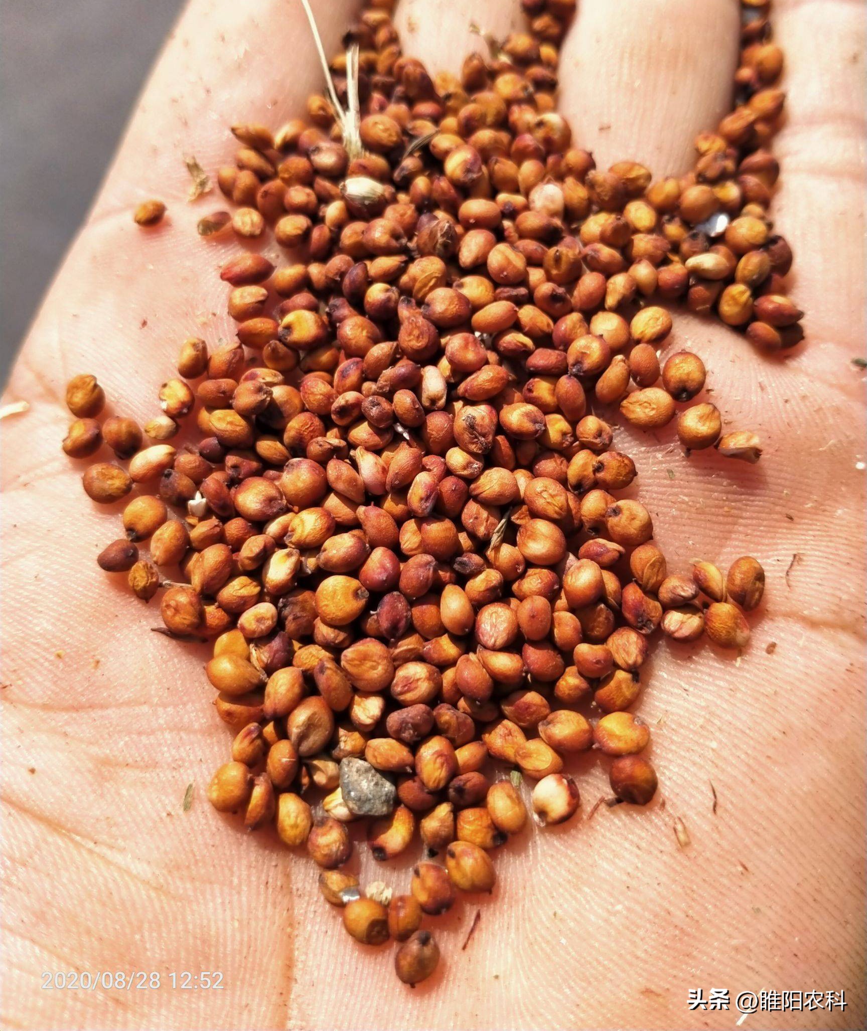 利润很高的10个冷门种植项目推荐,种植效益好的种植项目