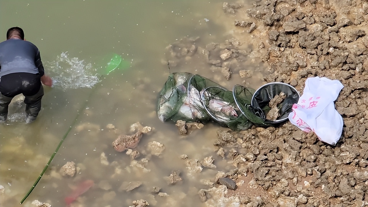 嶂山闸关闸大鱼搁浅，引发“万人捕鱼盛会”，捞条青鱼可卖260元