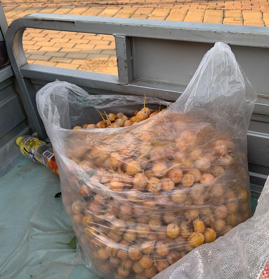 超市的银杏20一斤，我们当地，遍地都是，大爷捡了一三轮车