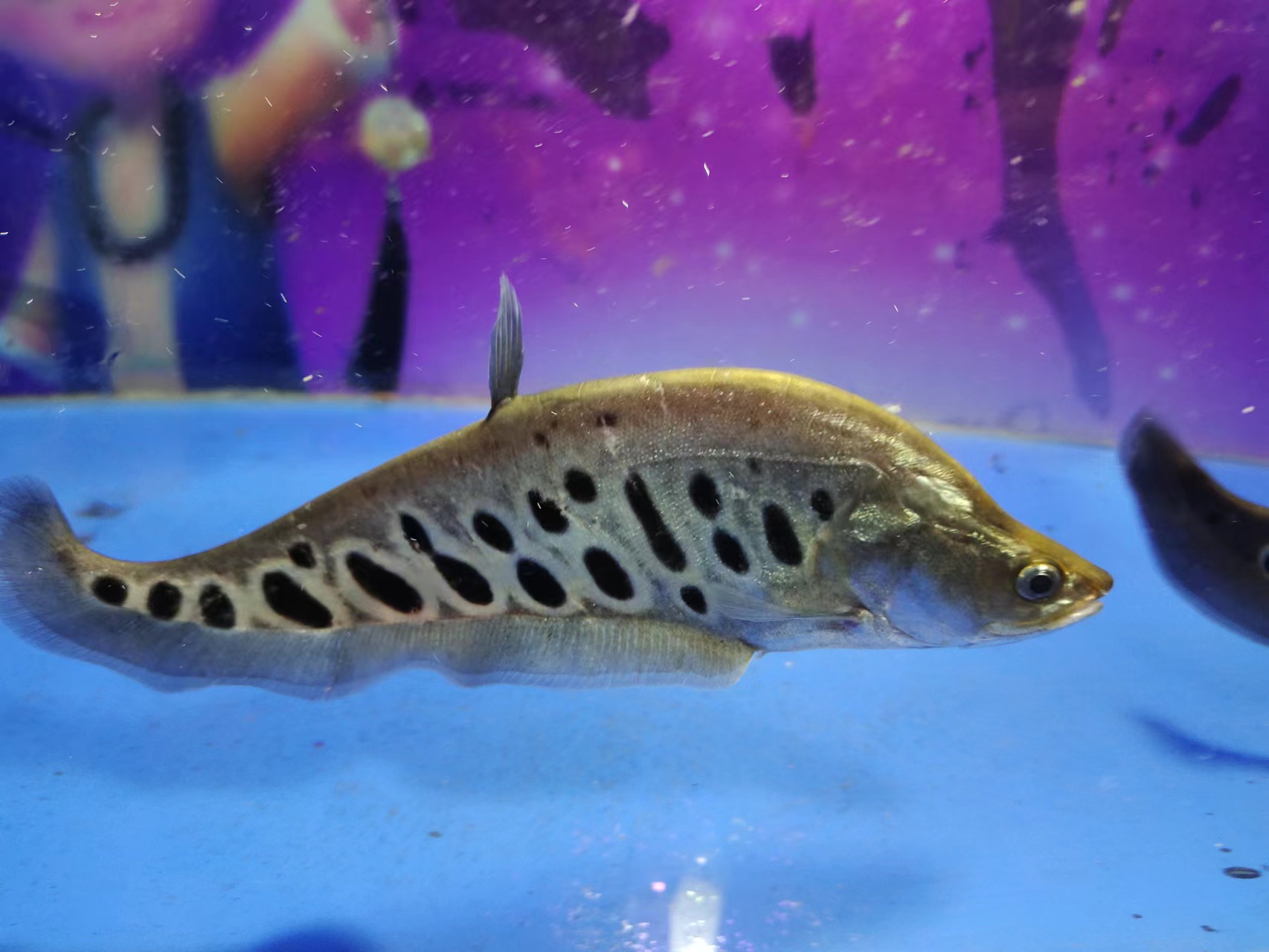 天气热鱼缸容易出问题吗,雨天对观赏鱼有什么影响