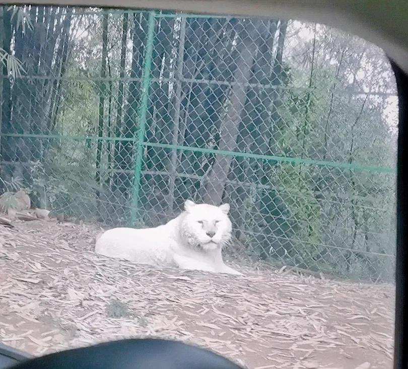 乐活乐都动物园游玩攻略,重庆动物园旅游攻略三日游