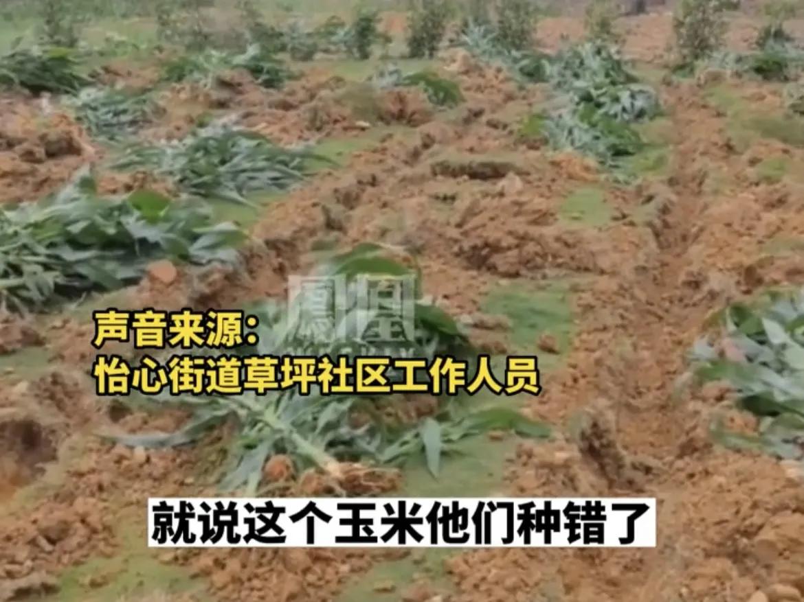 一广场移栽玉米秆引争议,广场移栽玉米苗事件通报