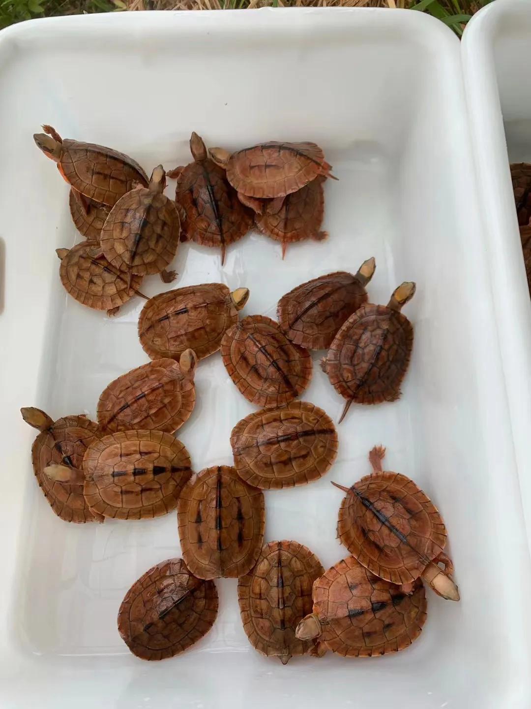 金钱龟用什么缸养好,如何养好金钱龟宠物