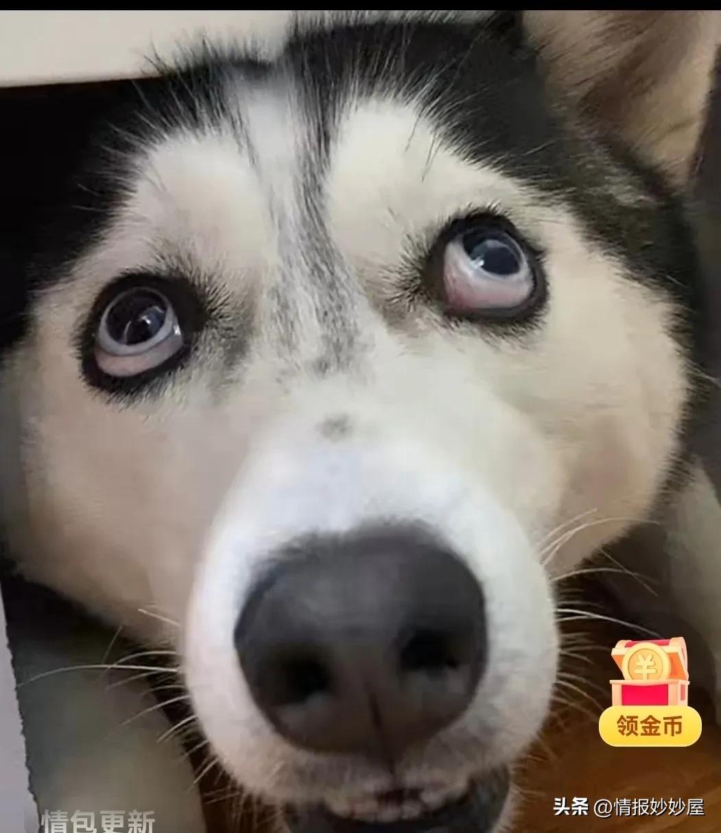 强国每日金句 (每日金句活动)