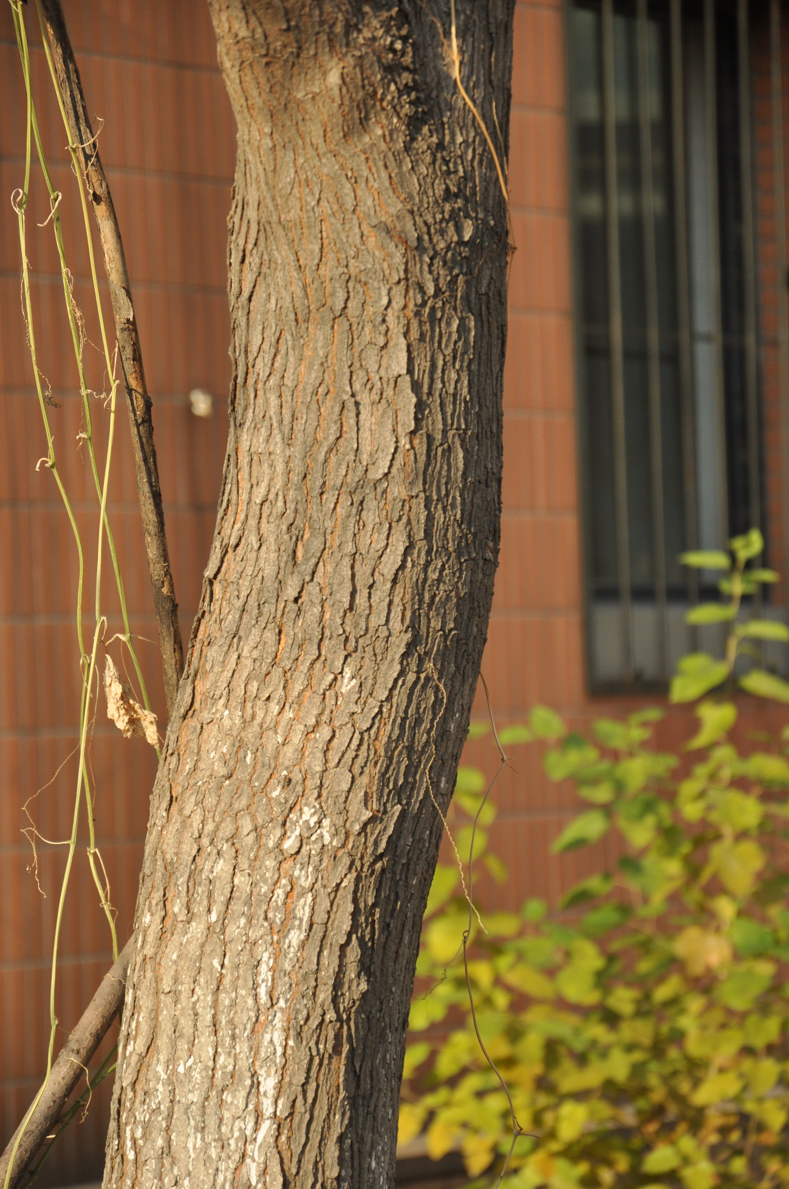 乌桕白蜡,乌桕树春天叶子颜色