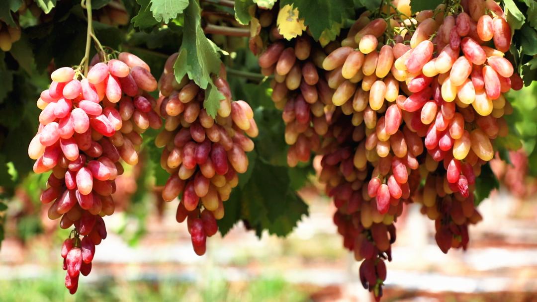优质农产品葡萄丰收,葡萄丰收助力三农