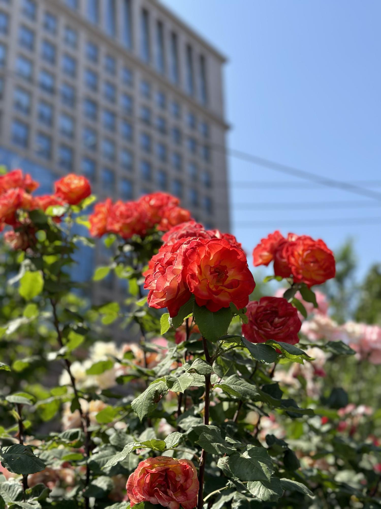 抖音小店开店规则及流程视频讲解,抖音小店开店详细教程视频讲解