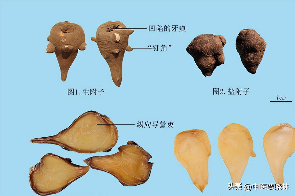 养肾等于养命最全养肾食物大全,养肾护肾的十个方法