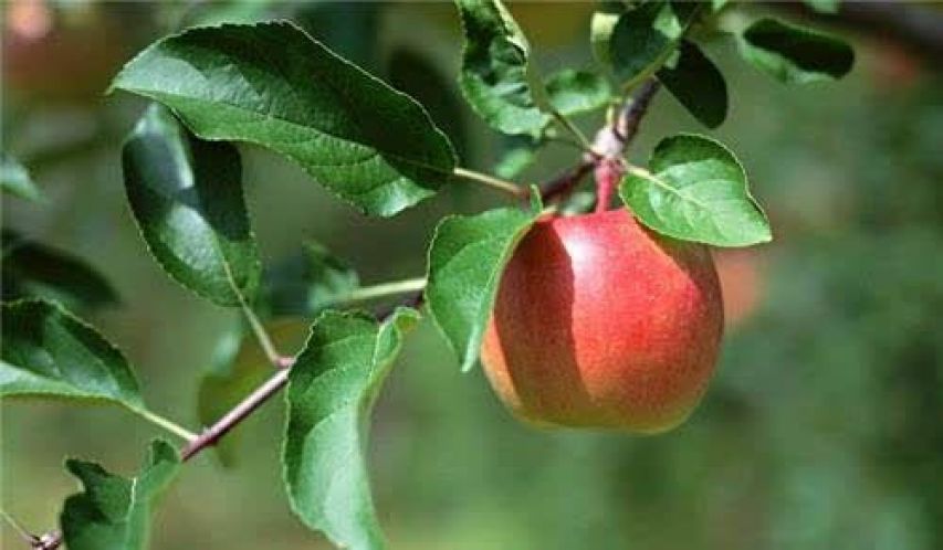 苹果在古代叫什么,苹果在古代的雅称