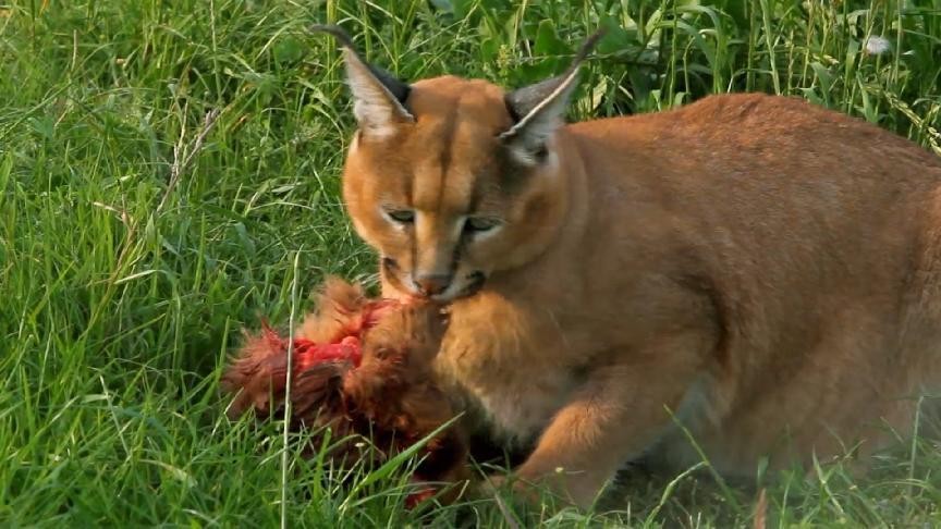 可爱的外表下藏小恶魔,可爱的外表下邪恶的心灵