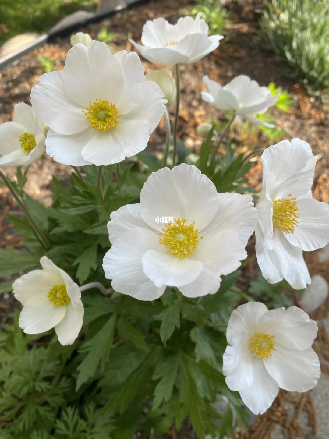 十二星座的本命花全集,十二星座本命神兽