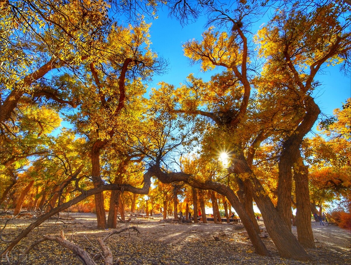 阿拉善旅游攻略必玩的景点地图,内蒙古阿拉善游玩攻略