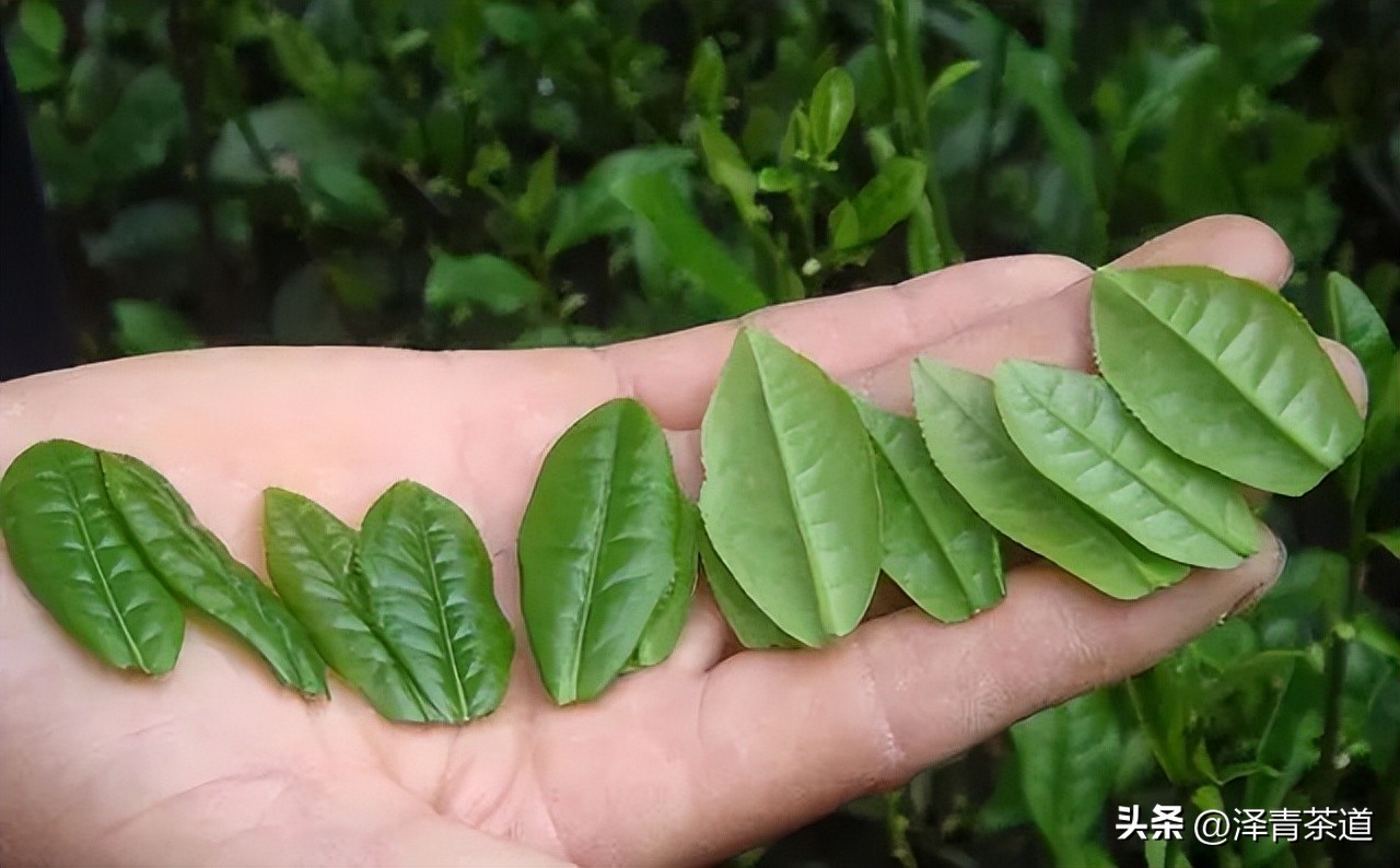 中国茶叶第一产茶大省,陕西中国茶叶第一大省