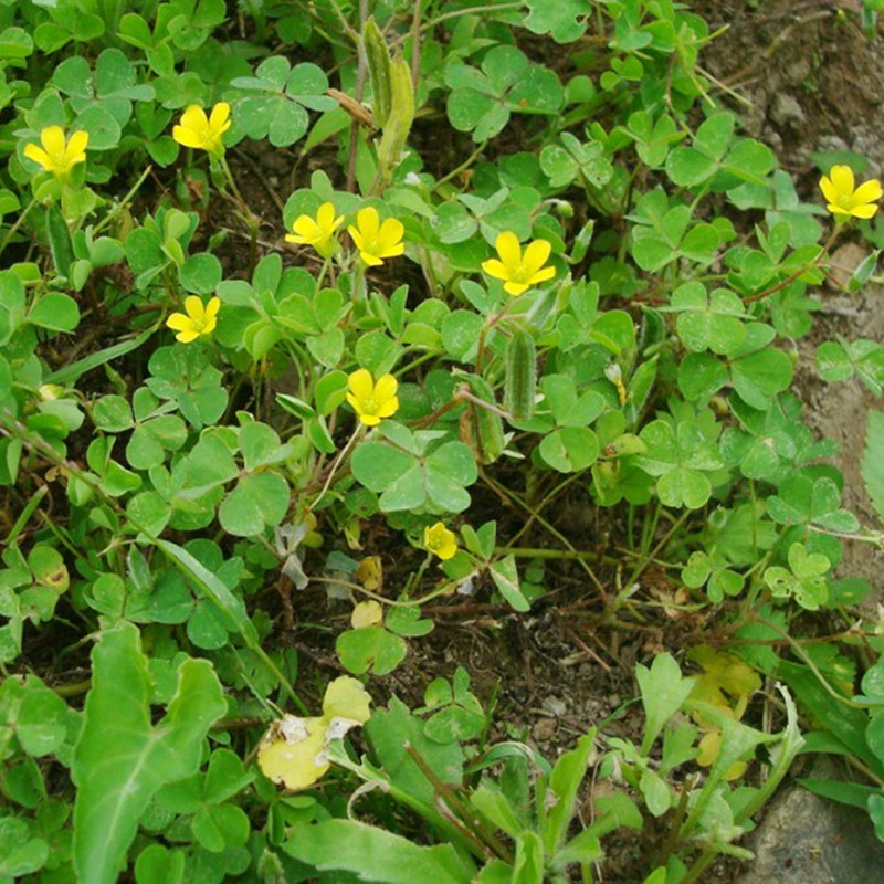清明期间开的野花有哪些,清明节野花