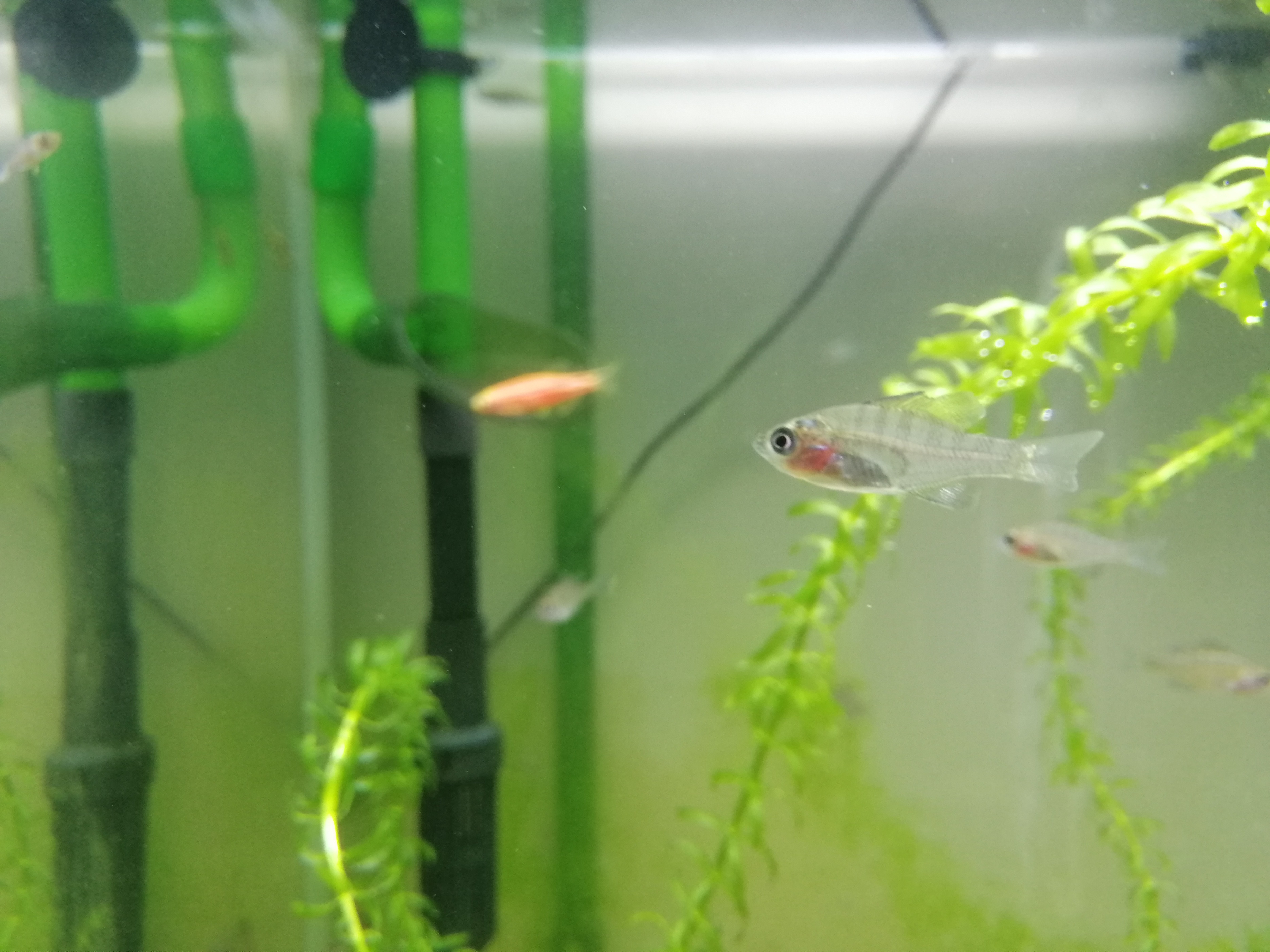 渔是什么东西,渔是指什么