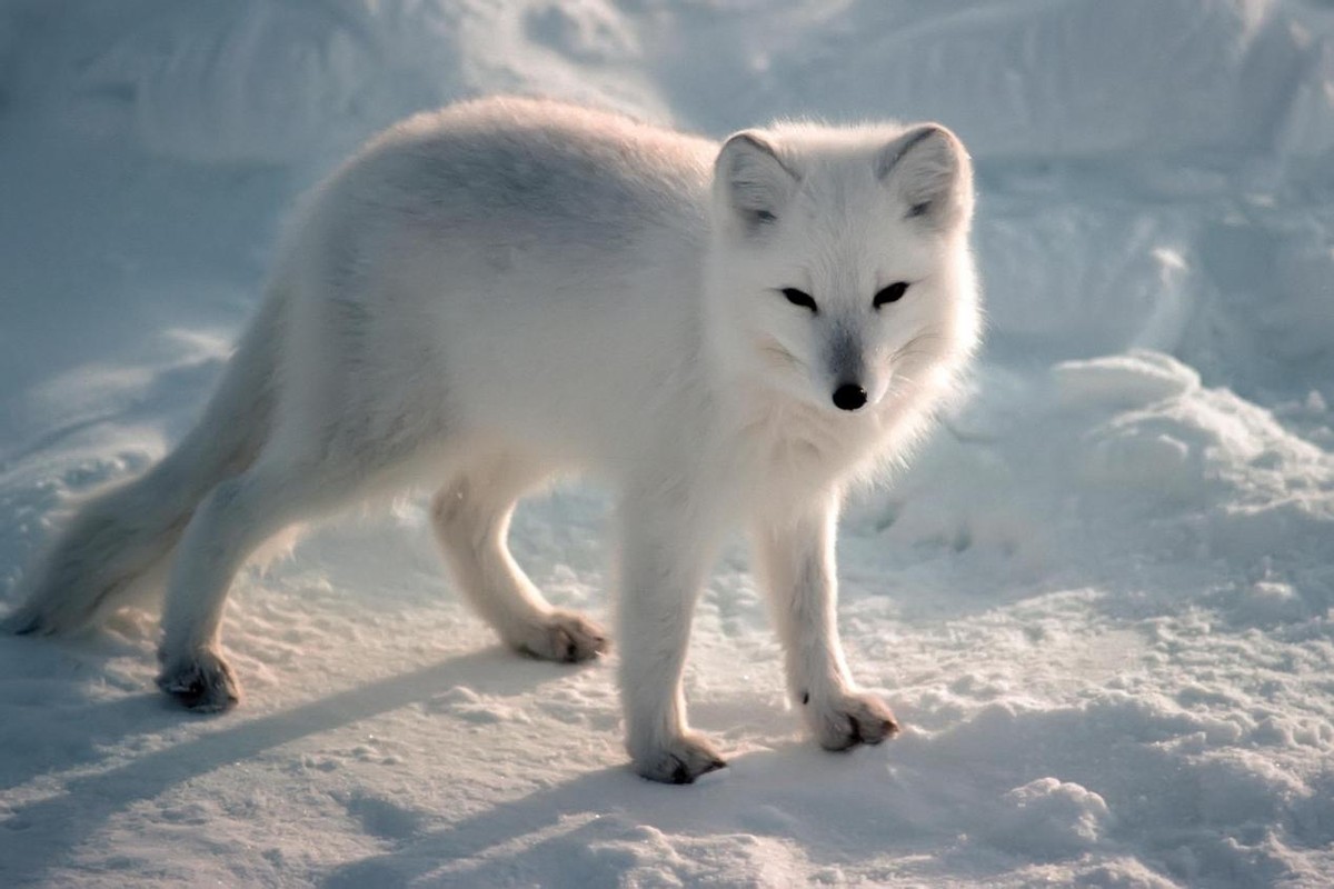 锡林河的鱼——科尔沁的少年，猎杀白狐狸