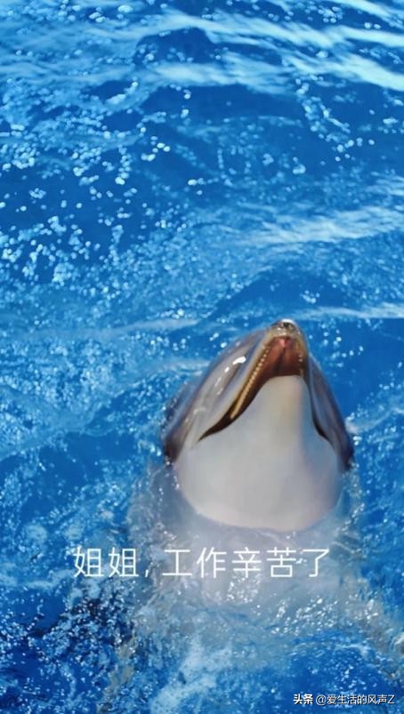 海豚皮仿生面膜广告吐槽,电梯里的海豚面膜广告