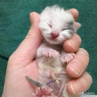 你见过猫咪吞口水吗,猫咪有肚脐眼吗